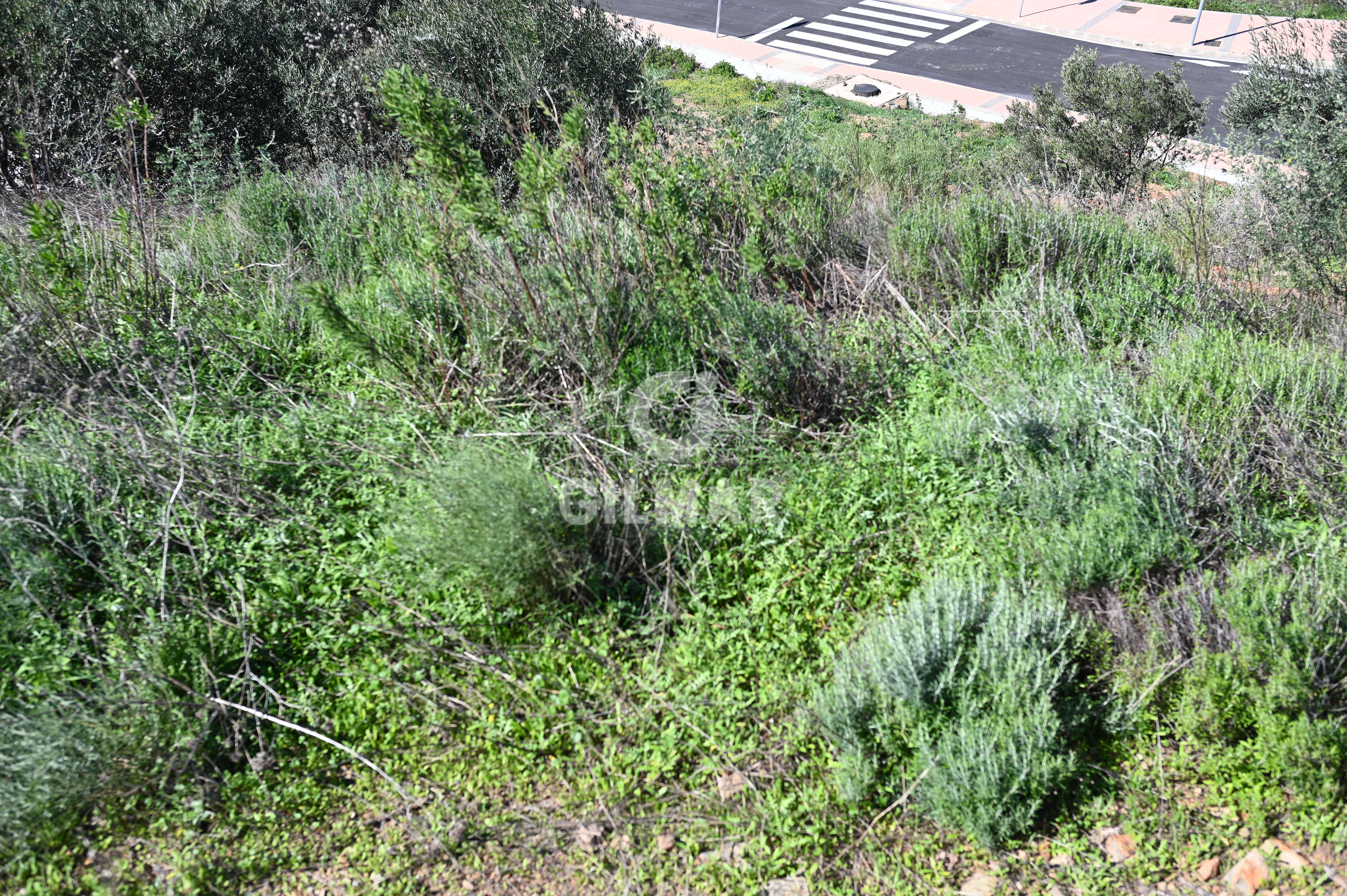 Photo of Urban plot