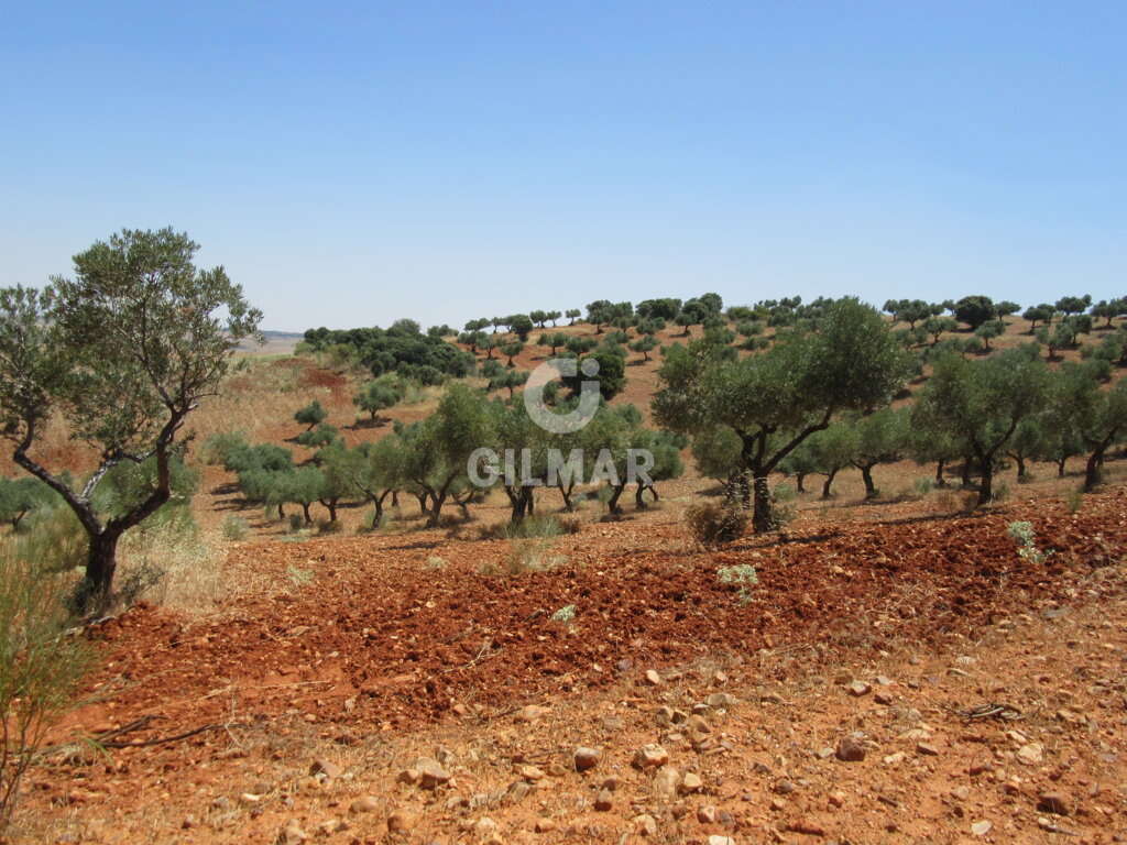 Finca de Caza con olivar en Toledo - GILMAR | La casa de ...